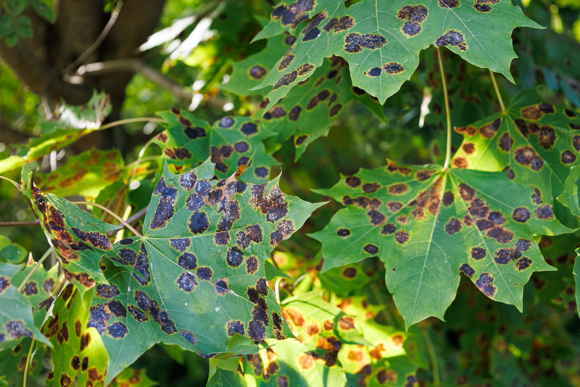 Tar Spot On a Maple Leaf AdobeStock_870193645 Tar Spot On a Maple Leaf AdobeStock_870193645