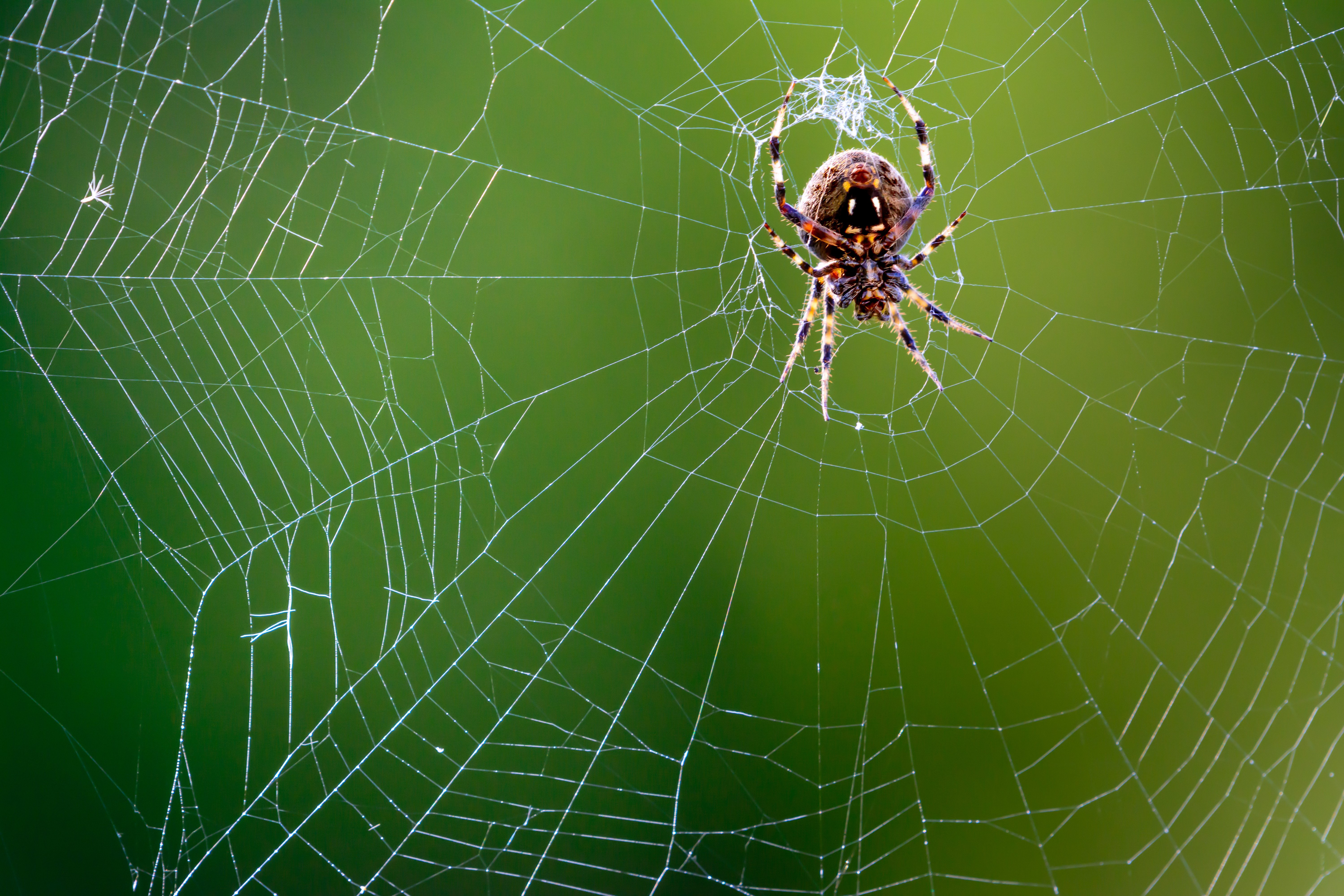 AdobeStock_127544512 Orb Spider-1